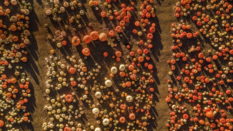 Efficacité et innovation : l’histoire derrière le nouvel incinérateur d’Eswatini