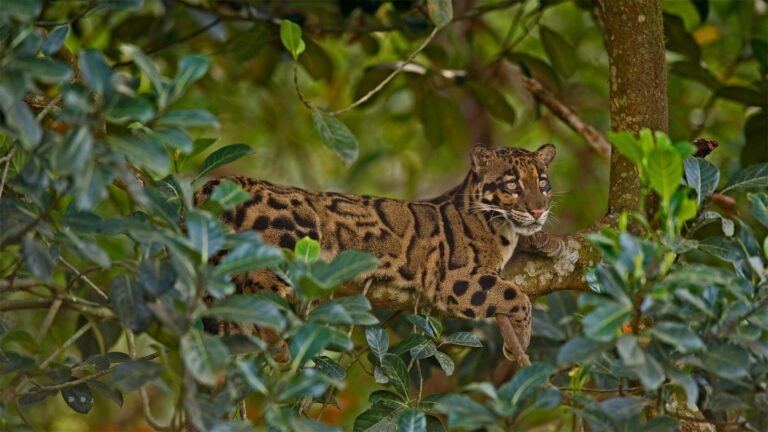 eBay’s Impact on Small Businesses: A Look at the Platform’s Role in Entrepreneurship