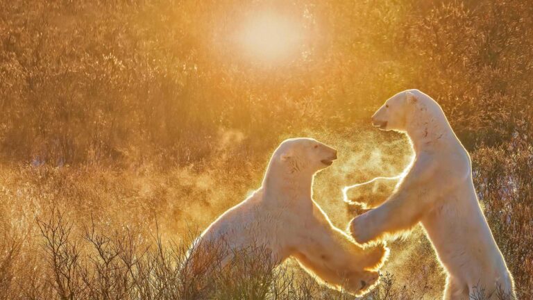 Why LM44.255C2BT PCB is the ideal choice for high-level secondary needs