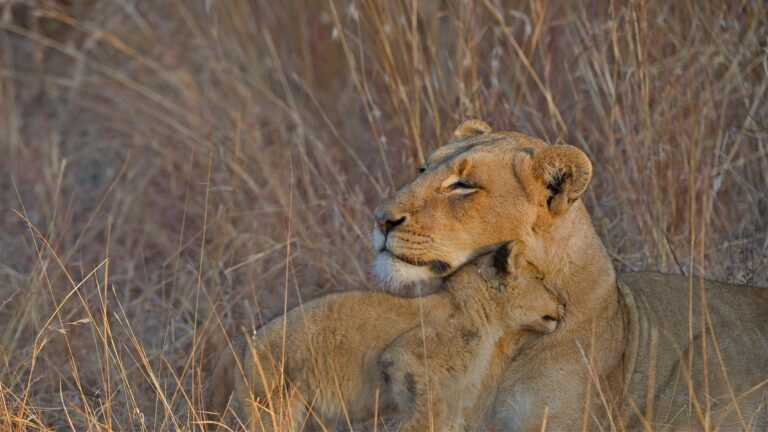 Le choix écologique : l’incinérateur d’Eswatini ouvre la voie à un avenir plus propre