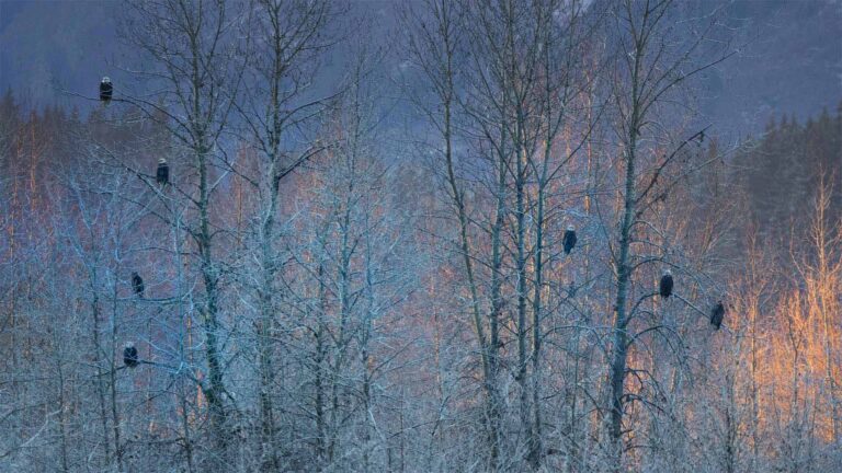 Small Scale Medical Waste Incinerators: A Step Towards a Greener Healthcare Industry