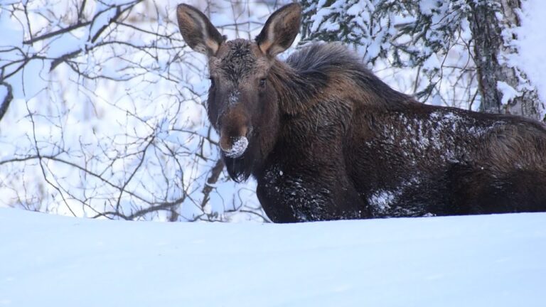 Where The Moose Outnumber The People | Our First Alaskan Winter