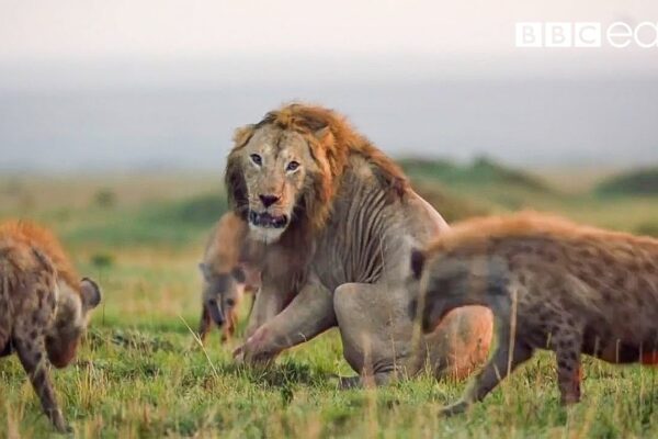 10 TOP Natural History Moments | BBC Earth