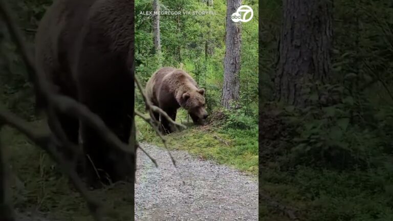 Hikers encounter bear in Alaska’s Katmai National Park