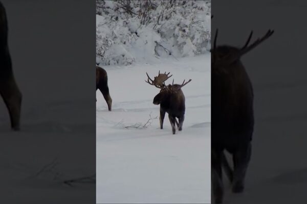 ¿Cómo es vivir la pandemia aislado en Alaska? ❄️🦠 #VidasRemotasAlaska