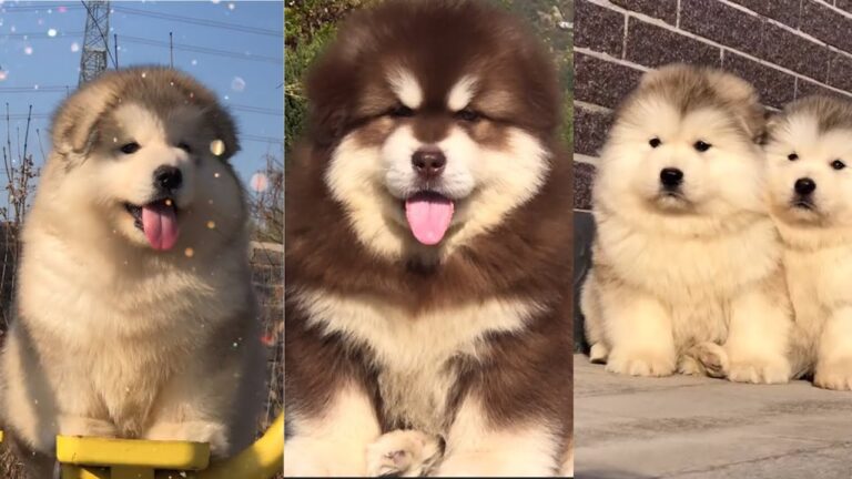 (Tiktok Trung Quốc) Tổng hợp Chú cho Alaska mập đáng yêu – Funny and Cute Alaska Compilation Douyin.