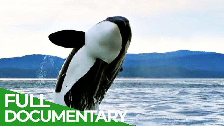 Cascadia – A Place Where Giants Roam | Free Documentary Nature