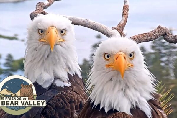 Big Bear Bald Eagle Live Nest – Cam 1