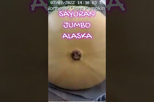 Disinari kurang lebih 20 jam sinar matahari, Sayuran di Alaska menjadi Jumbo #shortvideo #shorts